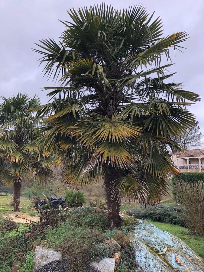 identification palmier Trachycarpus ou Washingtonia filifera